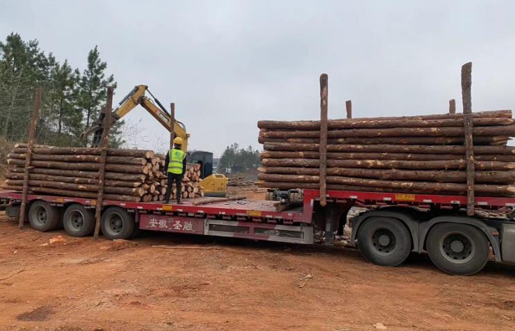 松木樁和杉木樁哪個更適合打木樁？兩者區別有哪些？