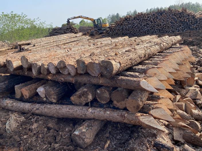 松木樁可做永久基礎處理(打造最牢固基礎，松木樁無可比擬)