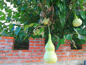 國慶放假去哪玩 寶豐生態園瓜果飄香等你來