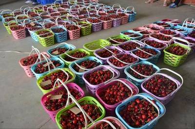 健康農產品陜西行走進銅川神農大櫻桃生態(tài)園紀實