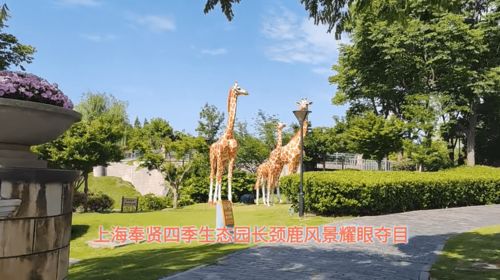 上海奉賢四季生態(tài)園長頸鹿風景耀眼奪目