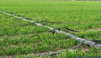 準(zhǔn)旗啟動新農(nóng)業(yè)項目 生態(tài)園建設(shè)惠及8村，3970畝藍(lán)圖鋪展鄉(xiāng)村振興新畫卷