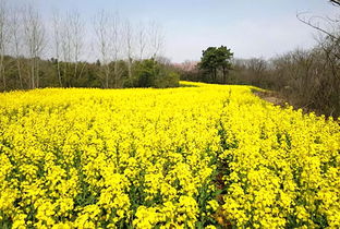 偷得浮生半日閑，一路踏青到平山——平山生態園春日游園采摘季歡迎您